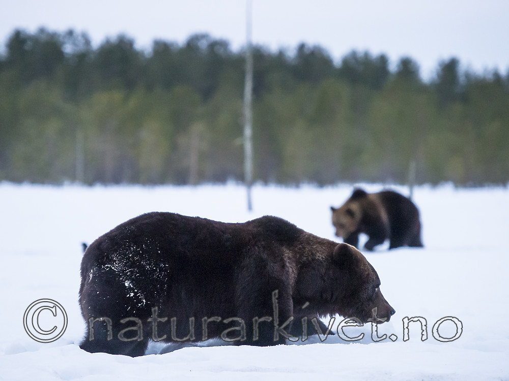BB_20180417_0682 / Ursus arctos / Brunbjørn