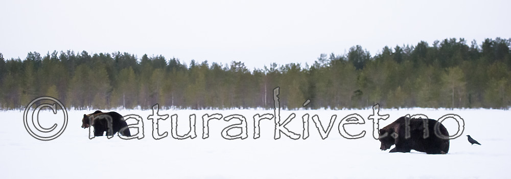 BB_20180417_0702 / Ursus arctos / Brunbjørn