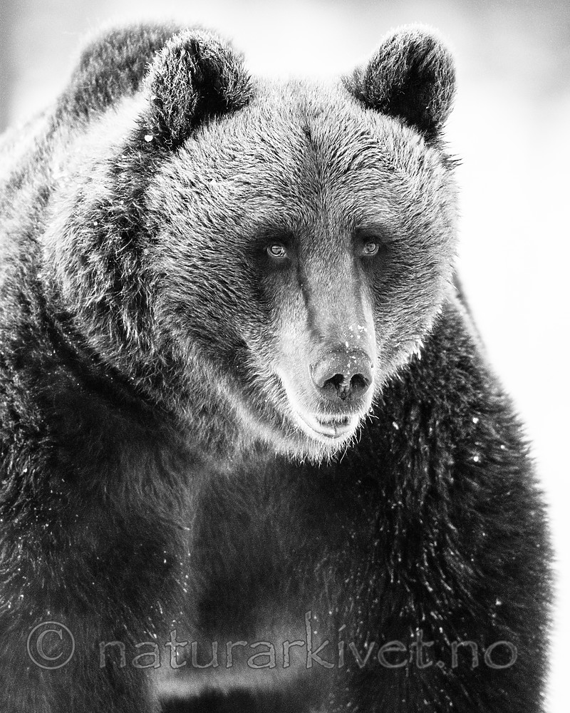 BB_20180418_0155 / Ursus arctos / Brunbjørn