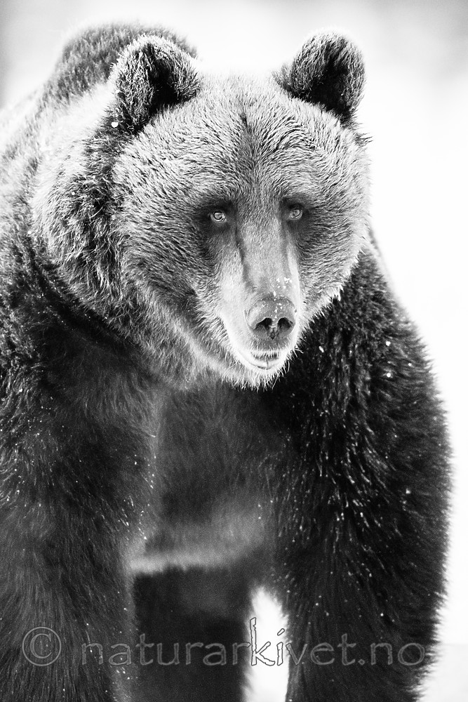 BB_20180418_0156 / Ursus arctos / Brunbjørn