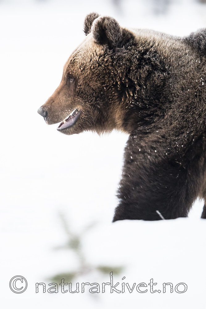 BB_20180418_0290 / Ursus arctos / Brunbjørn