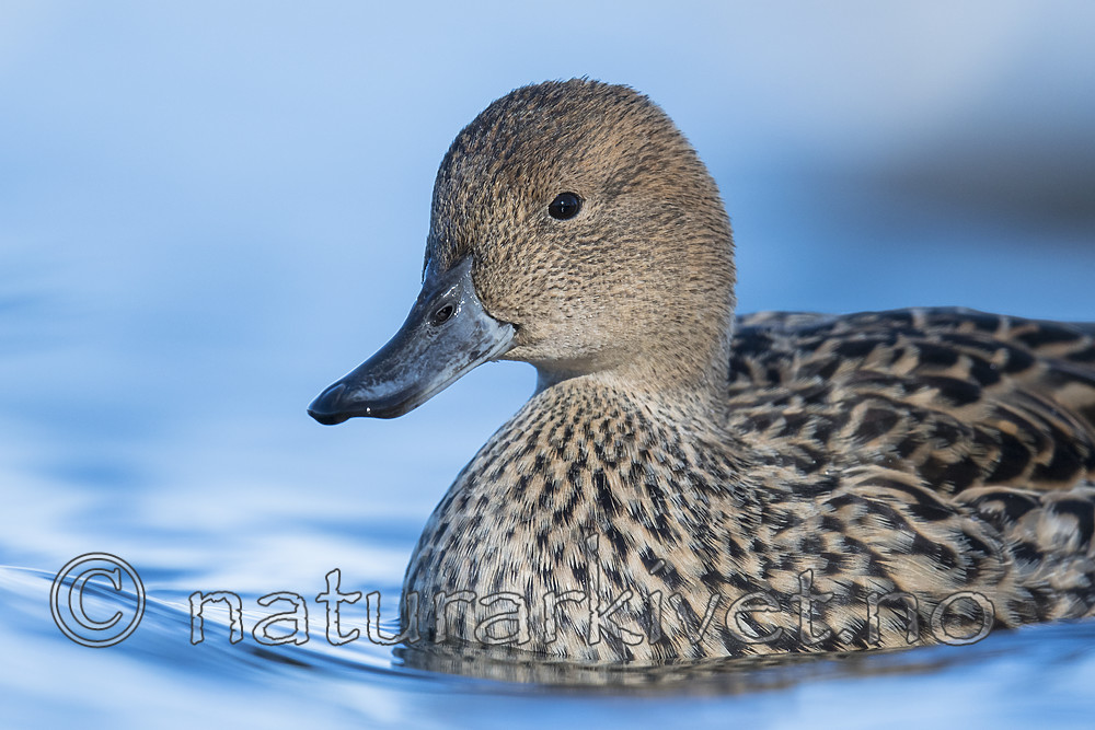 BB_20180421_1011 / Anas acuta / Stjertand