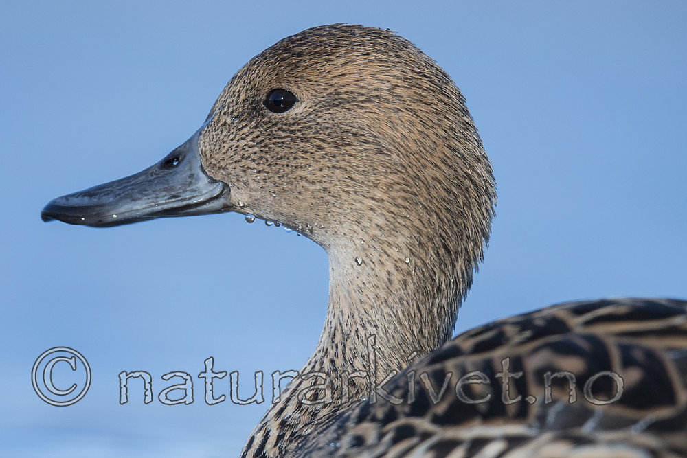 BB_20180421_1045 / Anas acuta / Stjertand