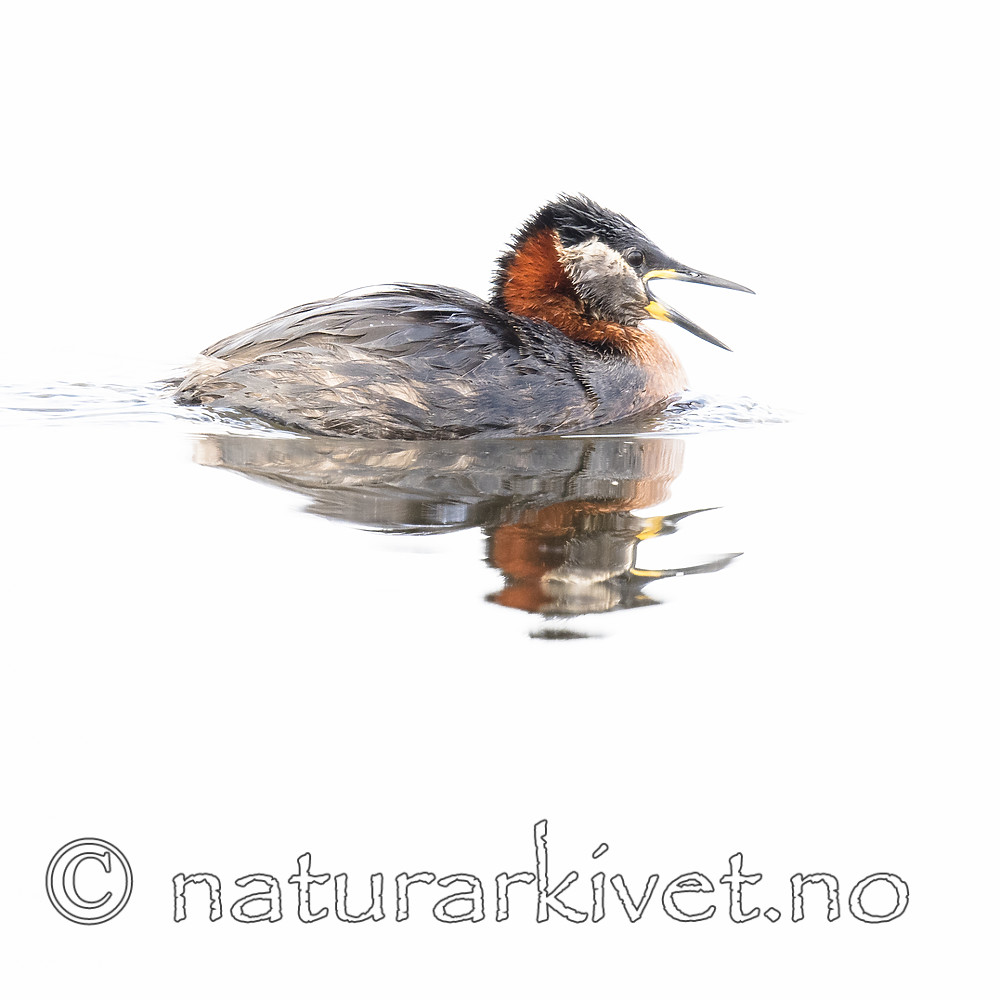 BB_20180512_0327 / Podiceps grisegena / Gråstrupedykker