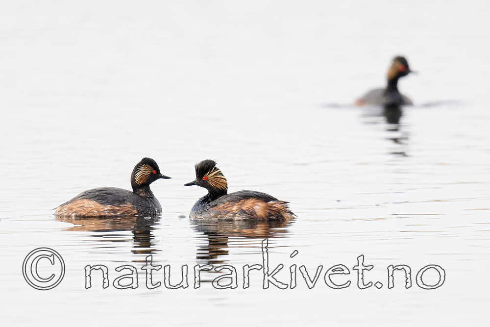 BB_20180512_0508 / Podiceps nigricollis / Svarthalsdykker