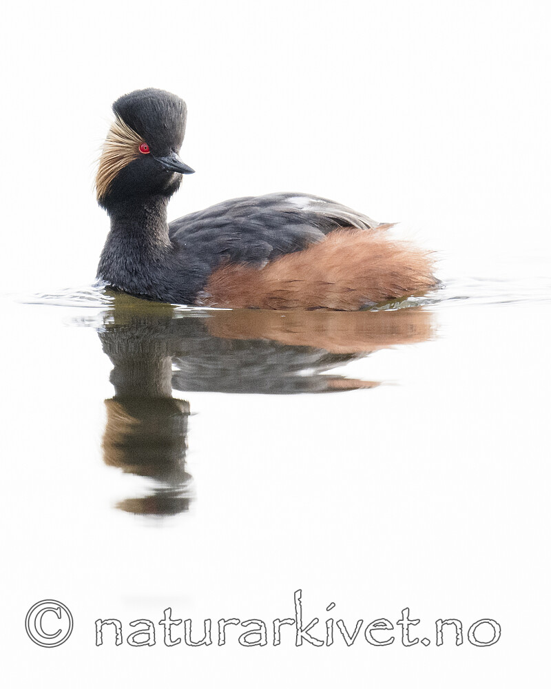 BB_20180512_0544 / Podiceps nigricollis / Svarthalsdykker