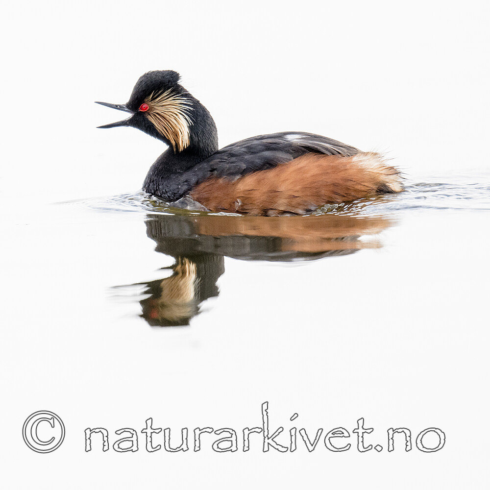 BB_20180512_0591 / Podiceps nigricollis / Svarthalsdykker