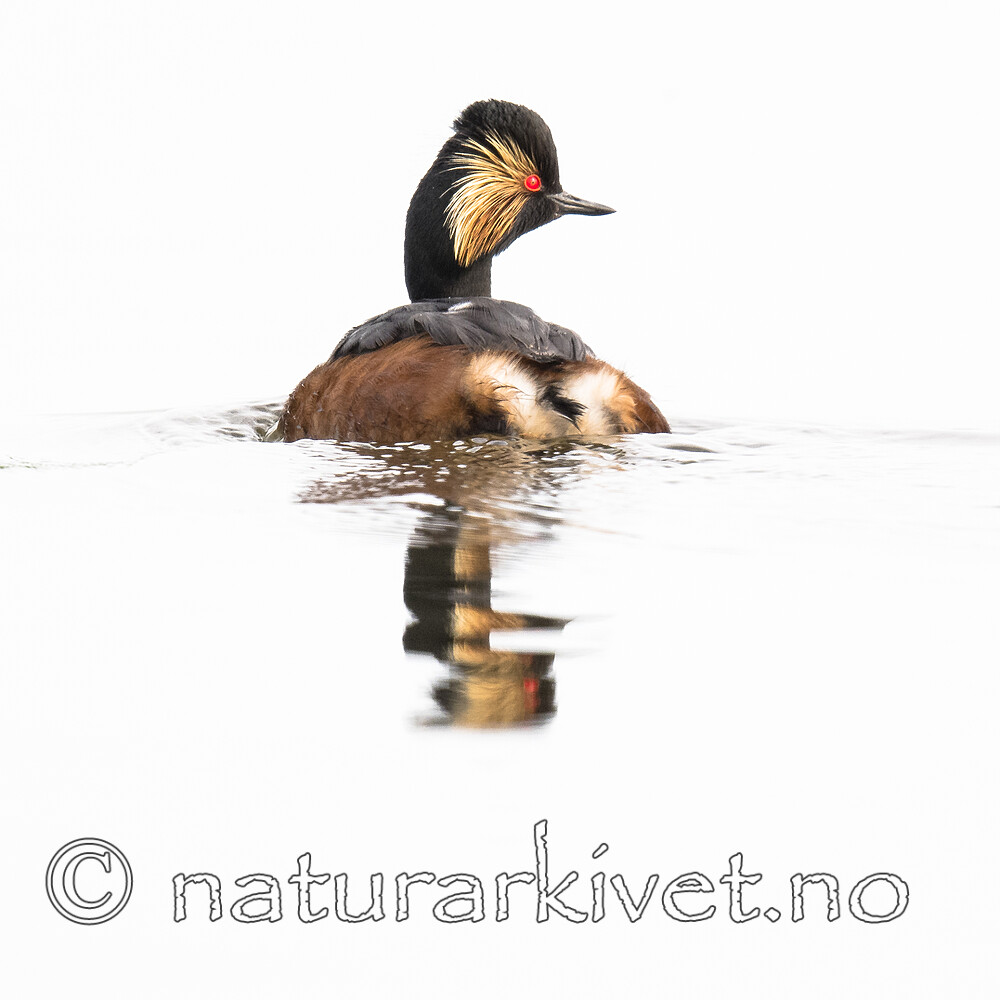 BB_20180512_0613 / Podiceps nigricollis / Svarthalsdykker
