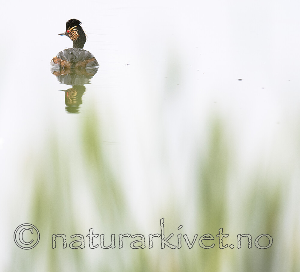 BB_20180512_0633 / Podiceps nigricollis / Svarthalsdykker