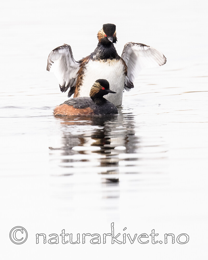 BB_20180512_0670 / Podiceps nigricollis / Svarthalsdykker