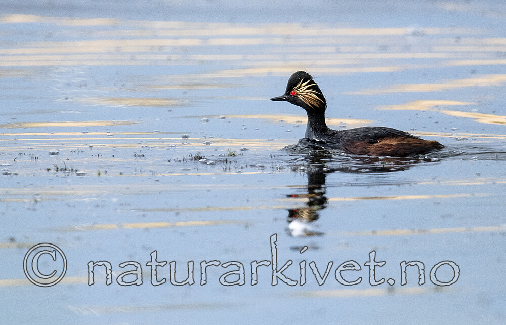 BB_20180512_0779 / Podiceps nigricollis / Svarthalsdykker