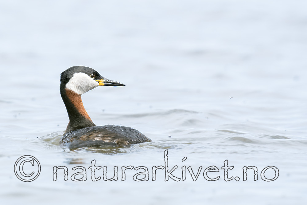 BB_20180512_2966 / Podiceps grisegena / Gråstrupedykker