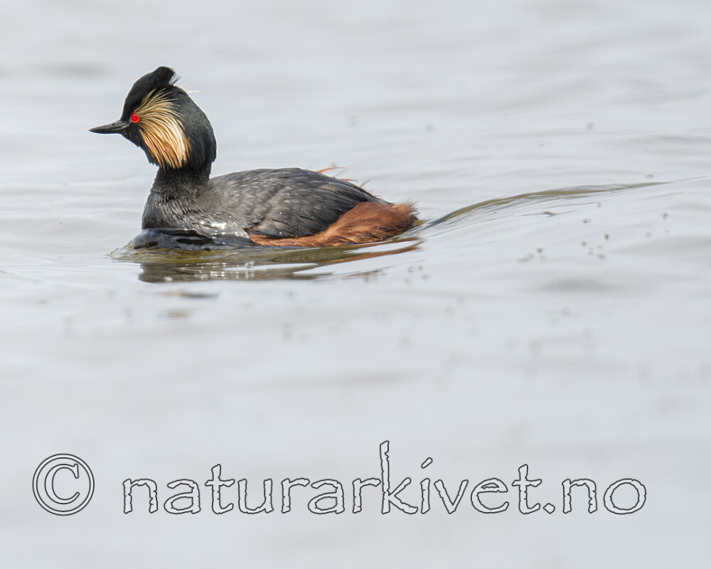 BB_20180512_4215 / Podiceps nigricollis / Svarthalsdykker