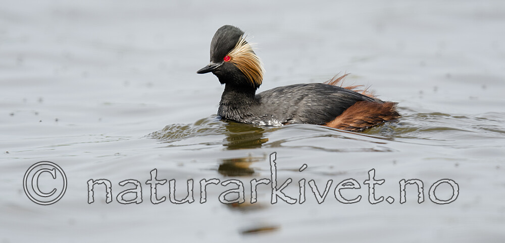 BB_20180512_4335 / Podiceps nigricollis / Svarthalsdykker