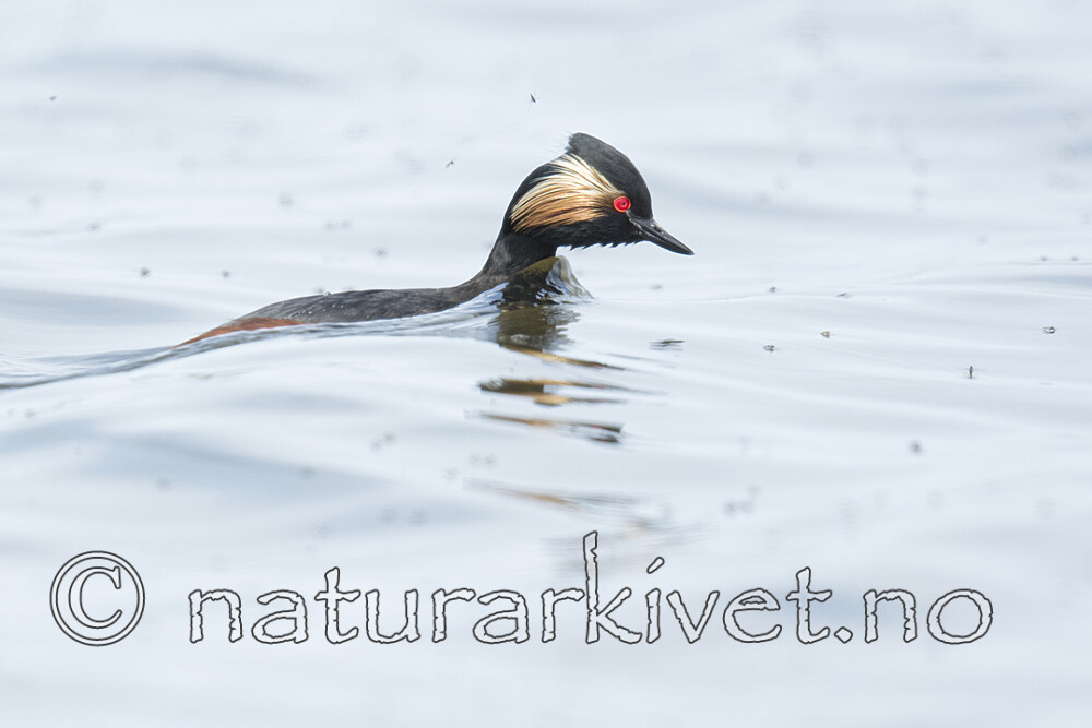 BB_20180512_4950 / Podiceps nigricollis / Svarthalsdykker