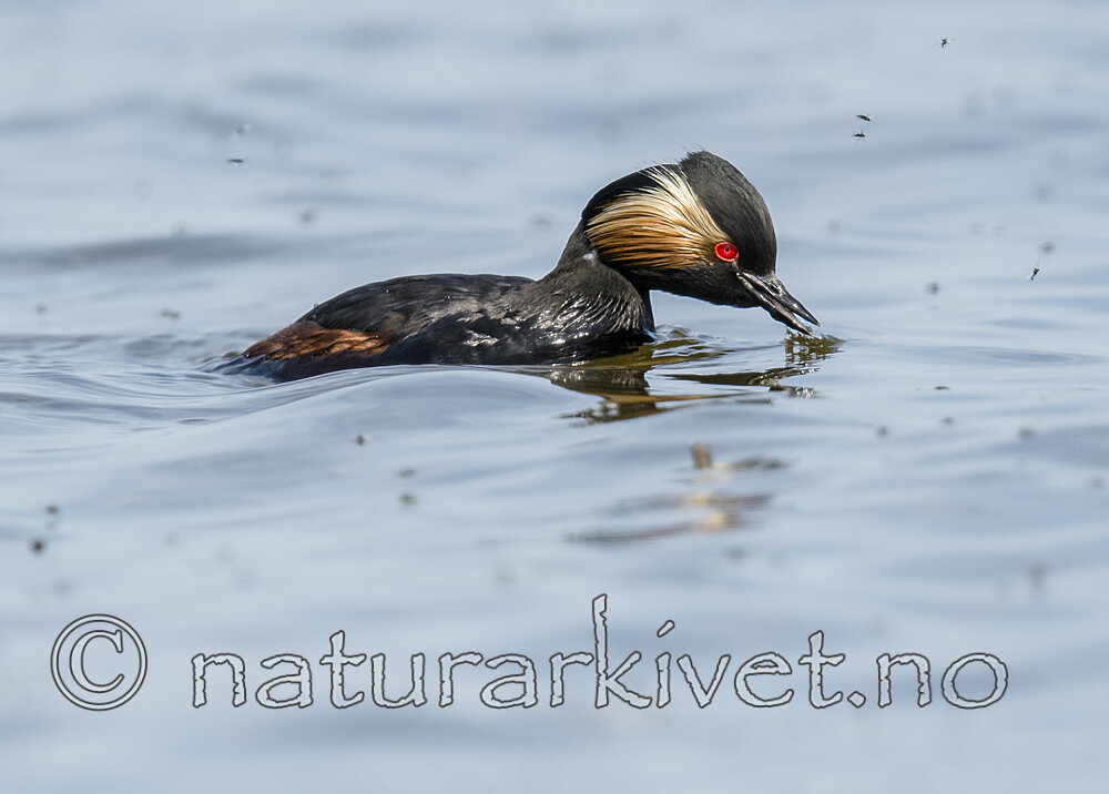 BB_20180512_6351 / Podiceps nigricollis / Svarthalsdykker