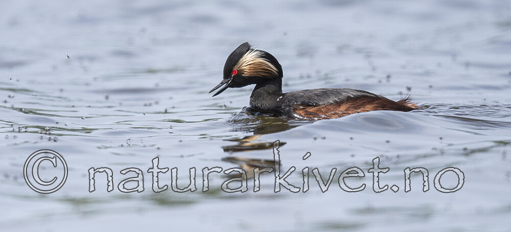 BB_20180512_6554 / Podiceps nigricollis / Svarthalsdykker