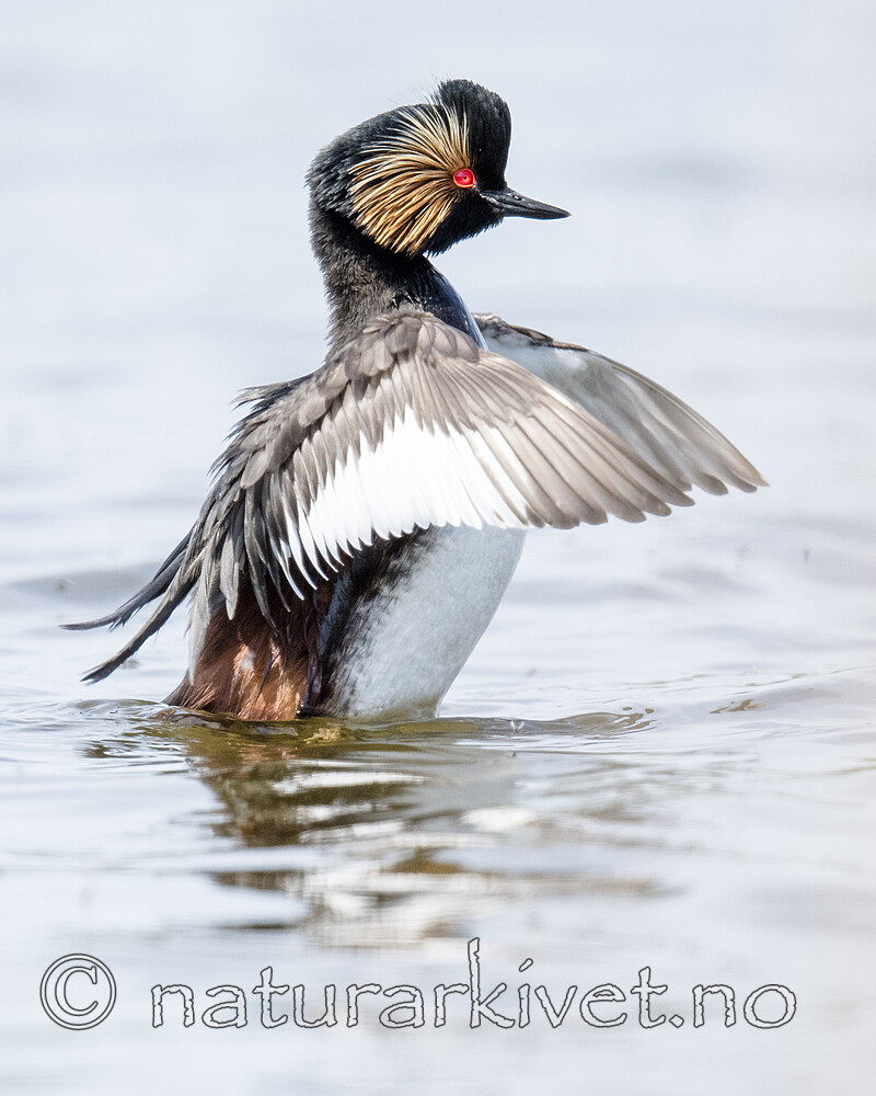 BB_20180512_6706 / Podiceps nigricollis / Svarthalsdykker