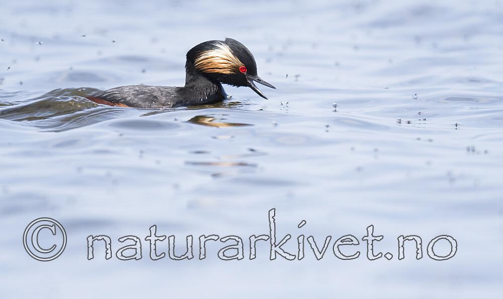 BB_20180512_7007 / Podiceps nigricollis / Svarthalsdykker