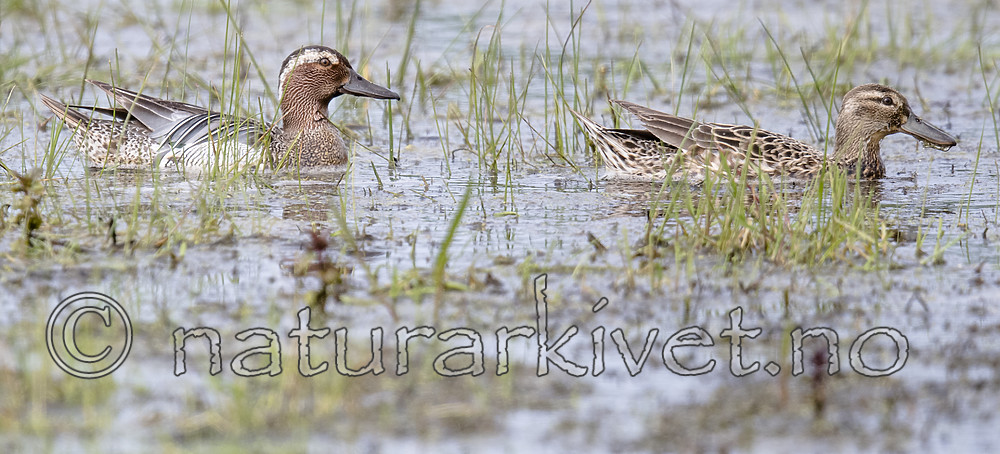 BB_20180512_7574 / Anas querquedula / Knekkand