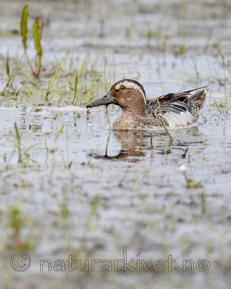 BB_20180512_7620 / Anas querquedula / Knekkand