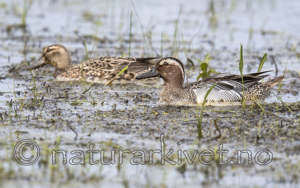 BB_20180512_7723 / Anas querquedula / Knekkand