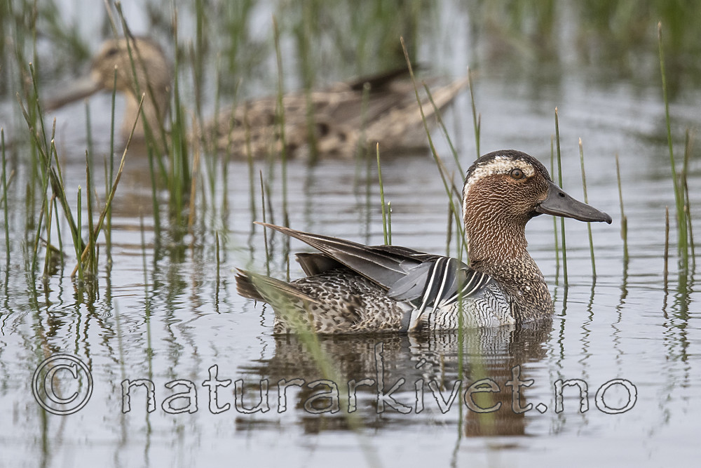 BB_20180512_8059 / Anas querquedula / Knekkand