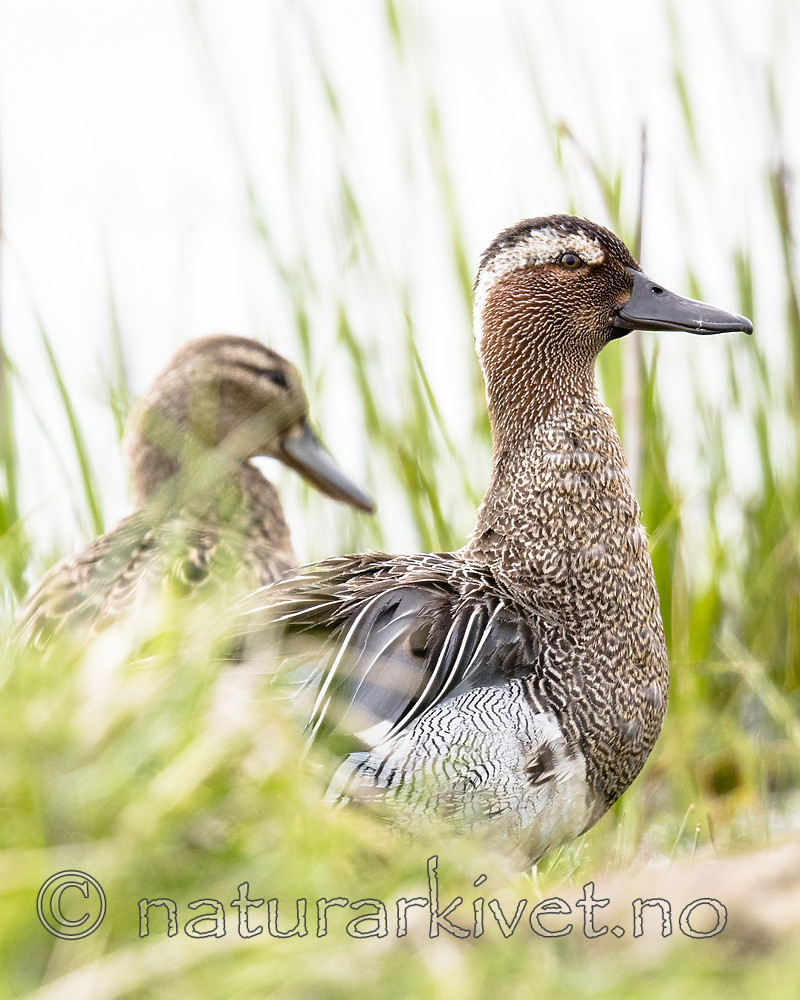 BB_20180512_8489 / Anas querquedula / Knekkand