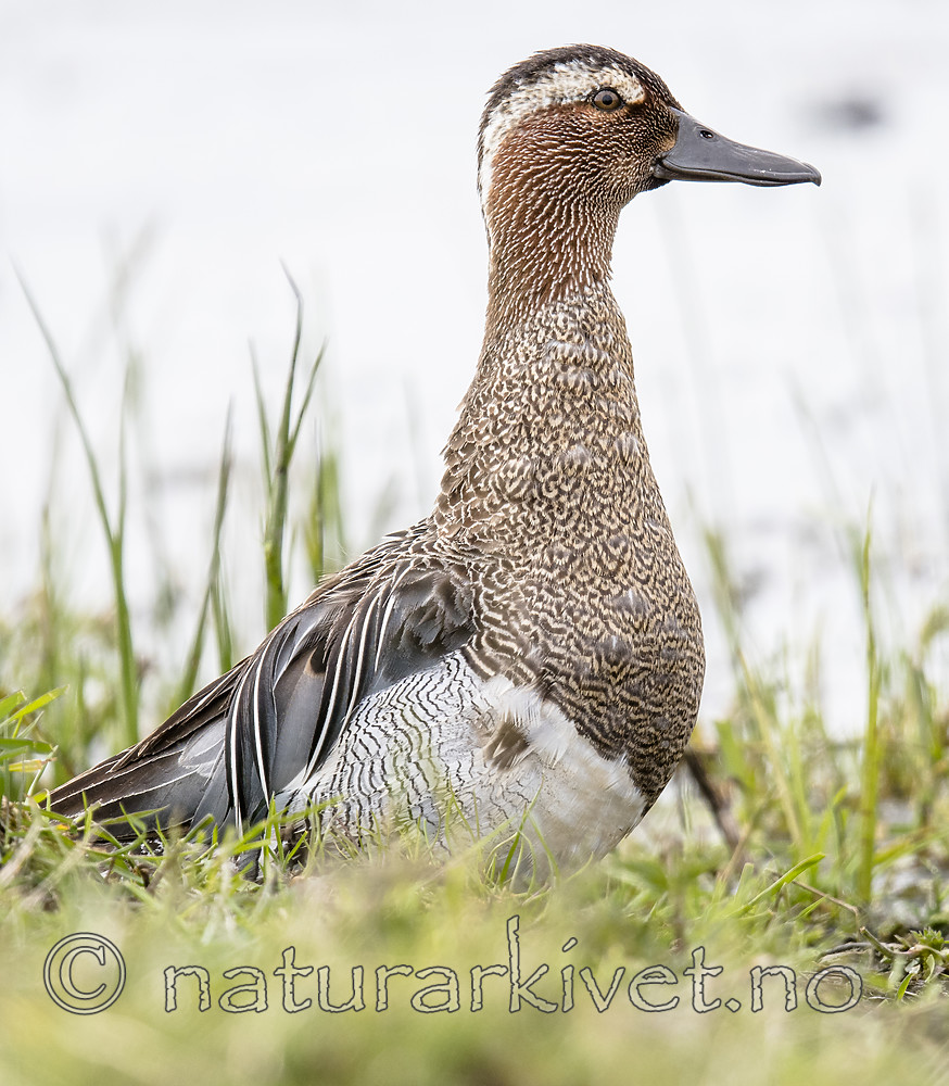 BB_20180512_8662 / Anas querquedula / Knekkand