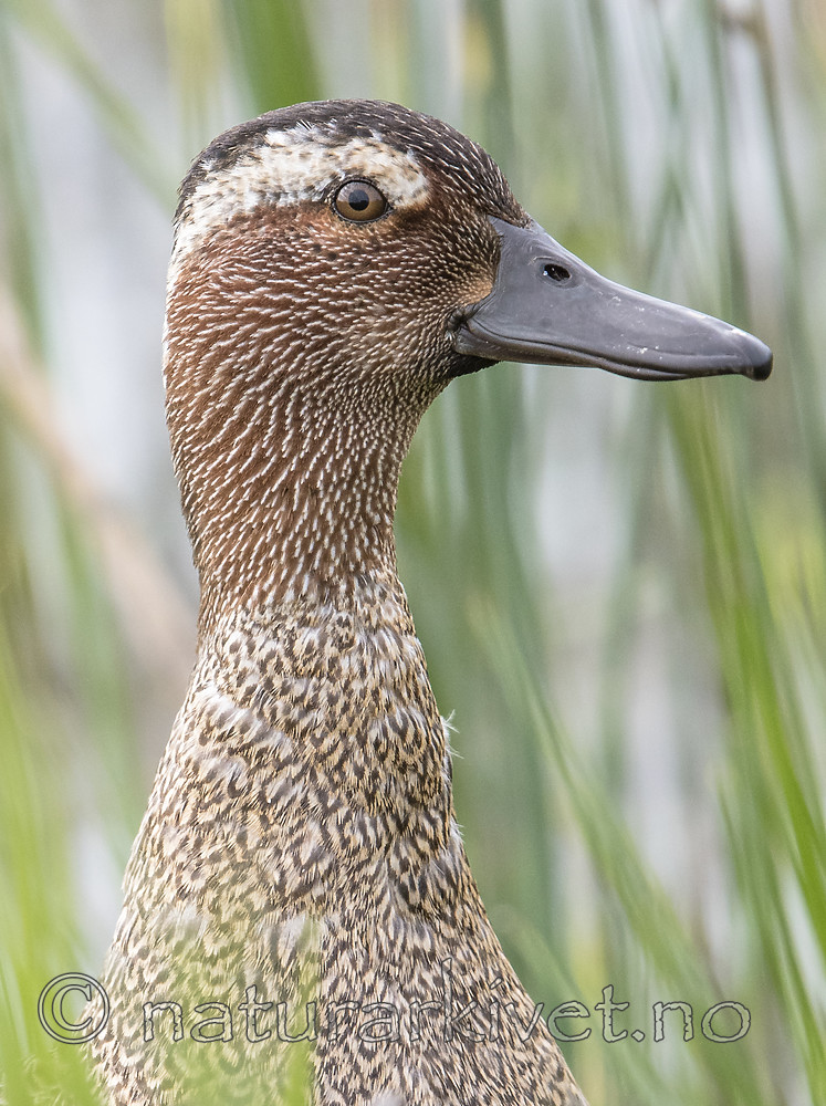 BB_20180512_8928 / Anas querquedula / Knekkand