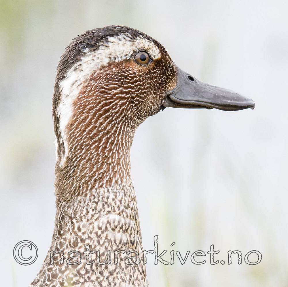 BB_20180512_9023 / Anas querquedula / Knekkand