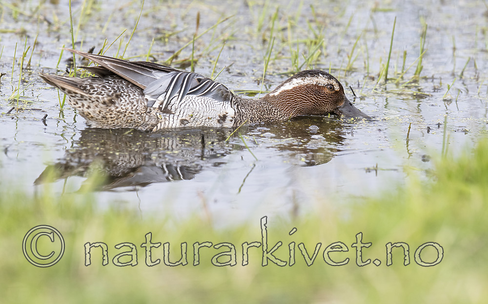 BB_20180512_9173 / Anas querquedula / Knekkand