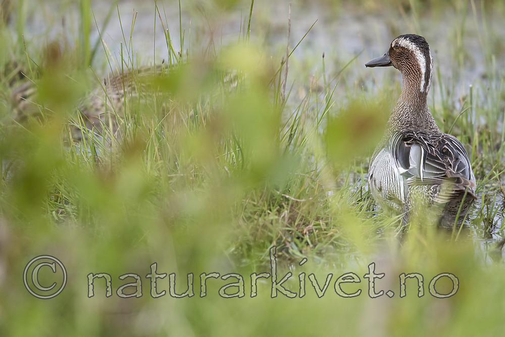 BB_20180512_9210 / Anas querquedula / Knekkand