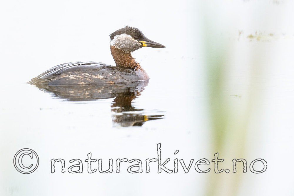 BB_20180512_9677 / Podiceps grisegena / Gråstrupedykker