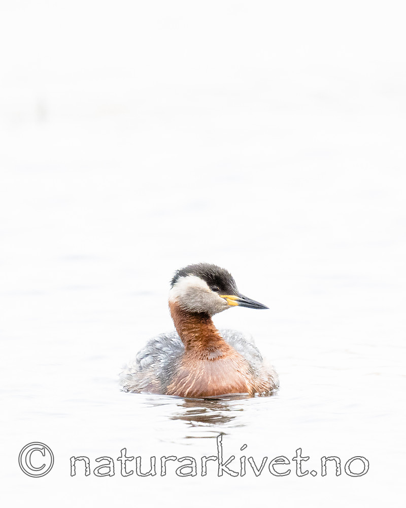 BB_20180512_9968 / Podiceps grisegena / Gråstrupedykker