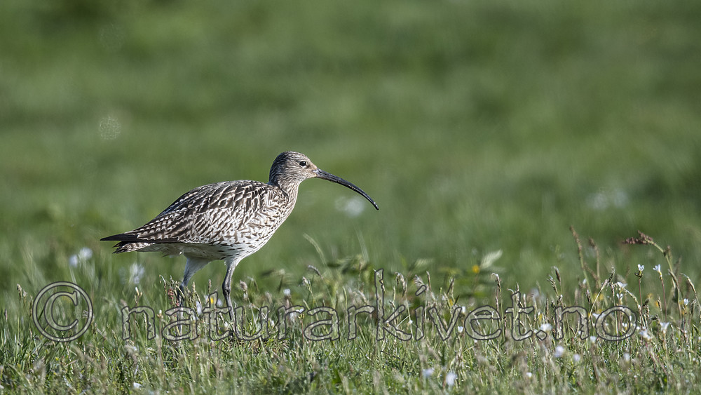 BB_20180513_0449 / Numenius arquata / Storspove