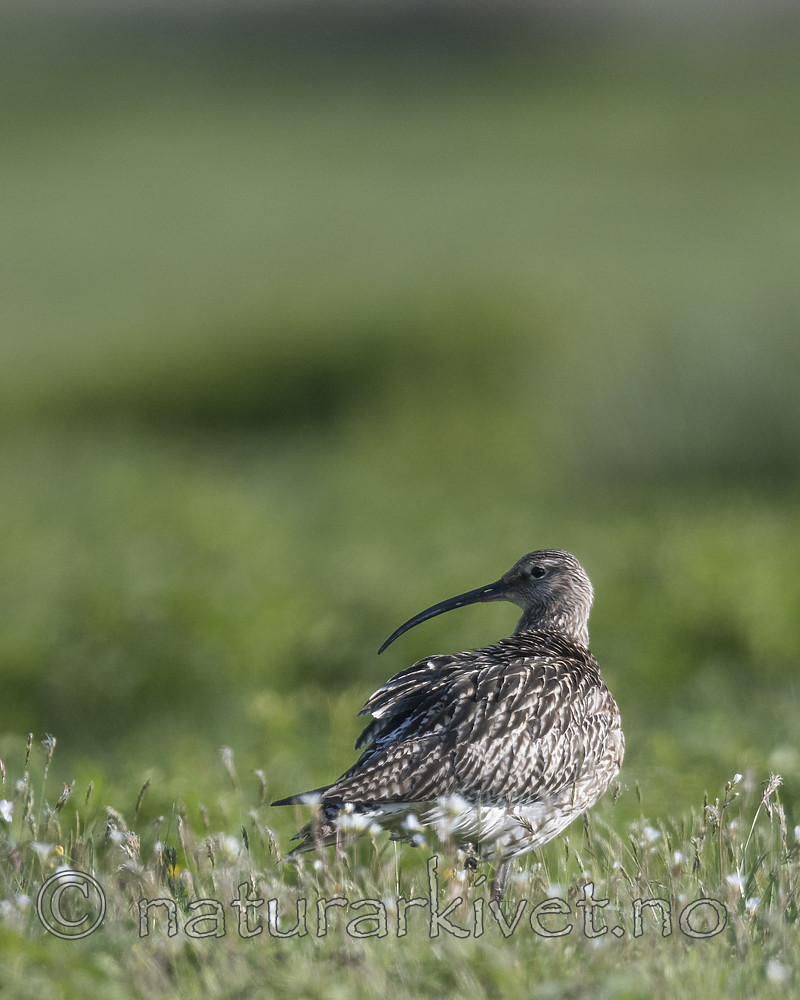 BB_20180513_0618 / Numenius arquata / Storspove