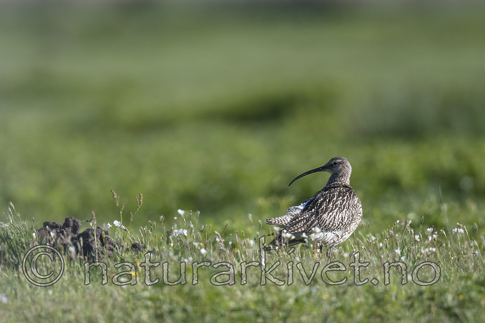 BB_20180513_0630 / Numenius arquata / Storspove