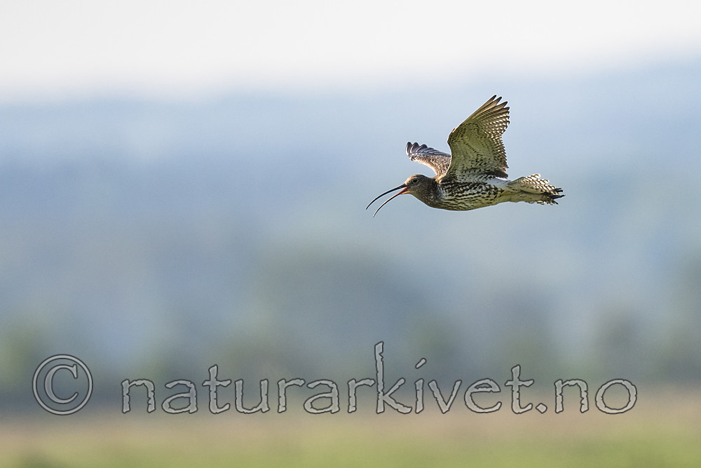 BB_20180513_0835 / Numenius arquata / Storspove