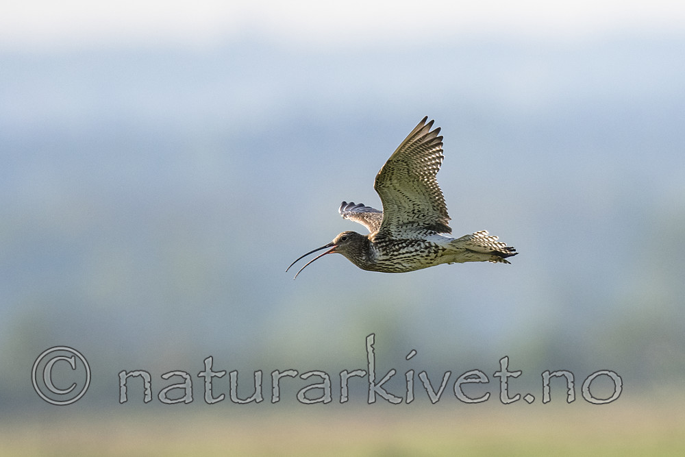 BB_20180513_0837 / Numenius arquata / Storspove