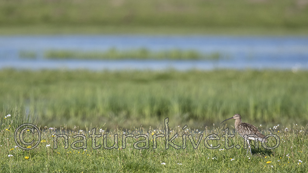 BB_20180513_0918 / Numenius arquata / Storspove