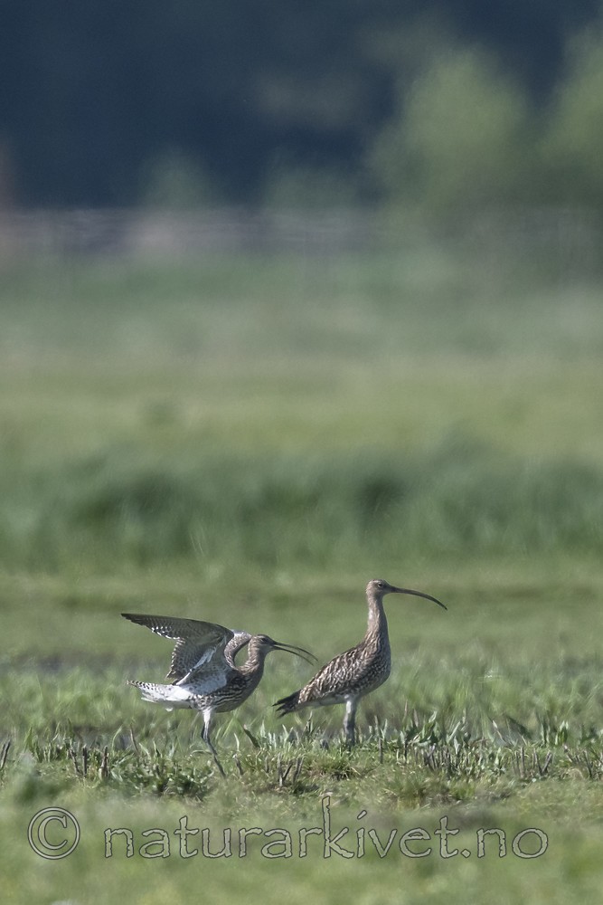 BB_20180513_1237 / Numenius arquata / Storspove