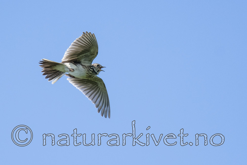 BB_20180513_1399 / Alauda arvensis / Sanglerke