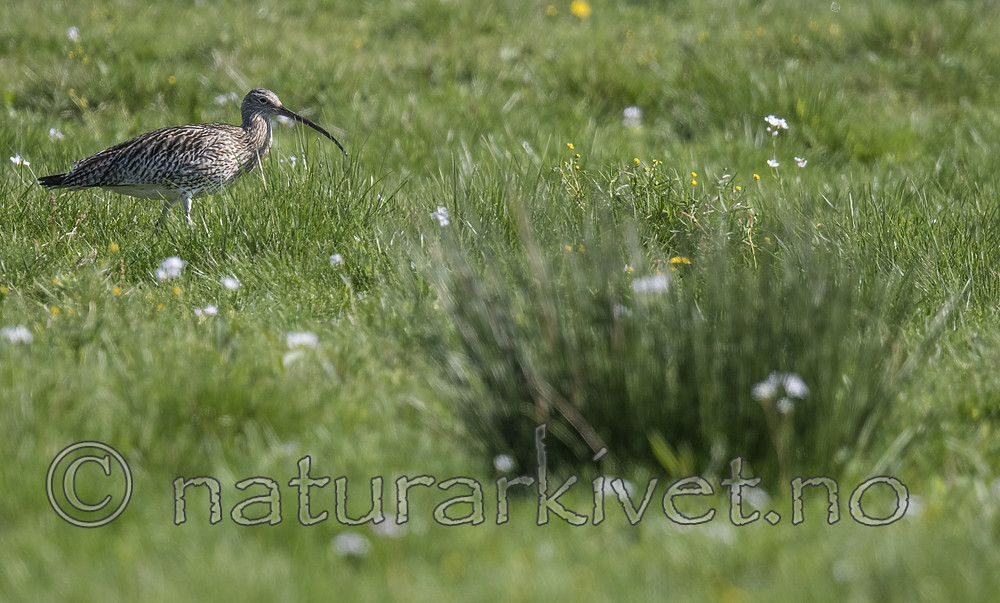 BB_20180513_1437 / Numenius arquata / Storspove