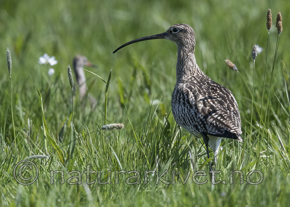 BB_20180513_2088 / Numenius arquata / Storspove <br /> Tringa totanus / Rødstilk