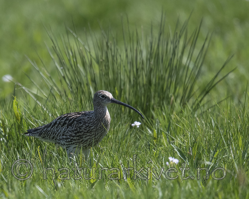 BB_20180513_2118 / Numenius arquata / Storspove