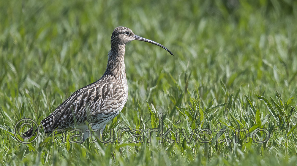 BB_20180513_2180 / Numenius arquata / Storspove