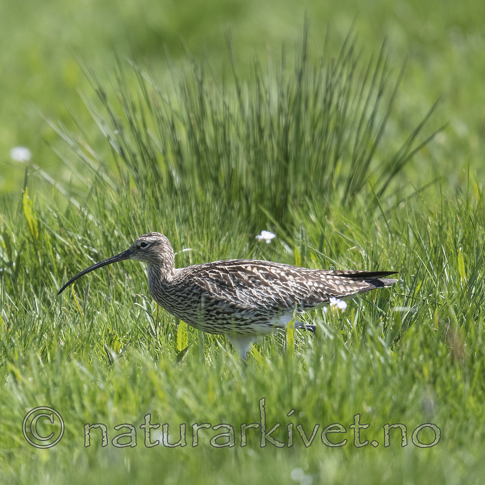 BB_20180513_2229 / Numenius arquata / Storspove