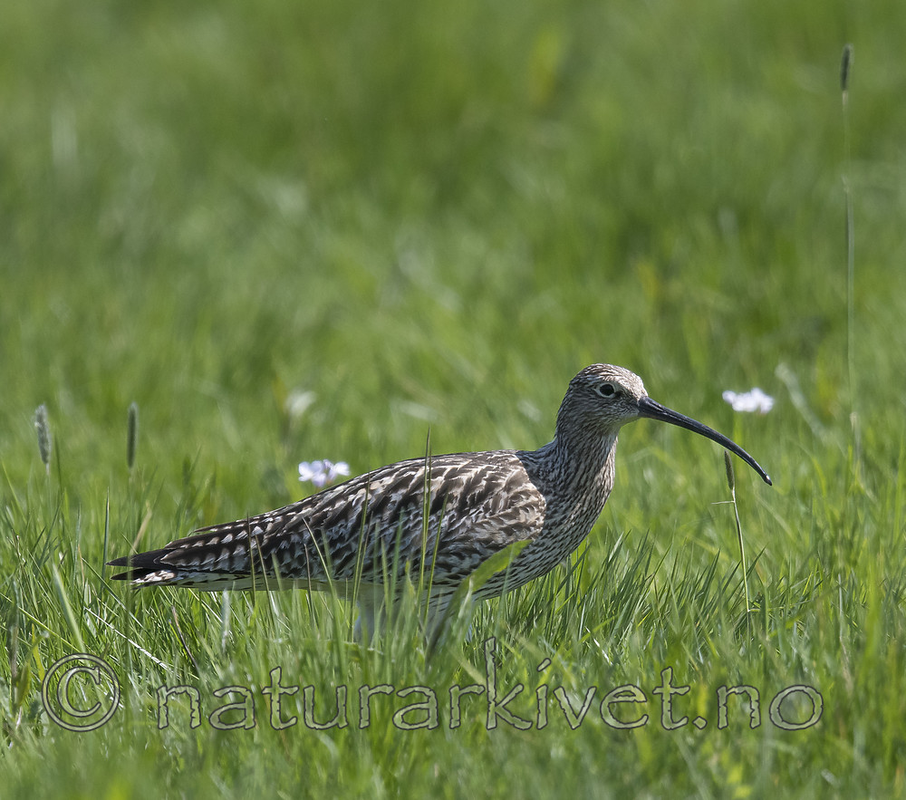 BB_20180513_2246 / Numenius arquata / Storspove