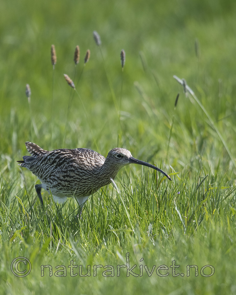 BB_20180513_2271 / Numenius arquata / Storspove